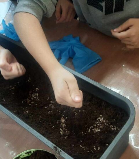 dwie dziecięce ręce rozsypują nasiona do donicy z ziemią